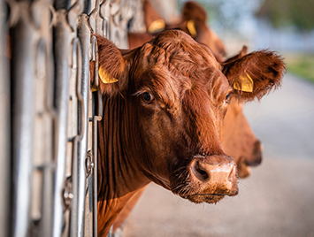 SMART Safety - Working with livestock